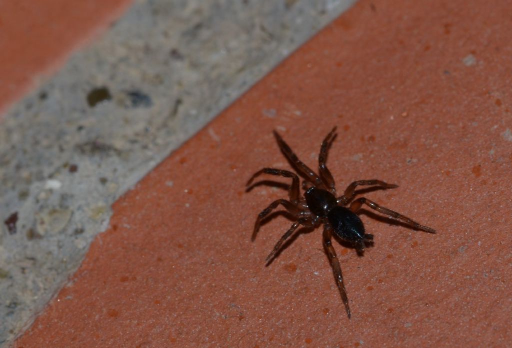 Ragno con filiere da ID-forse Gnaphosidae